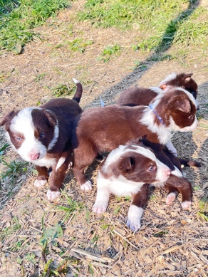 Border Collie – Border Collie Puppies-Red