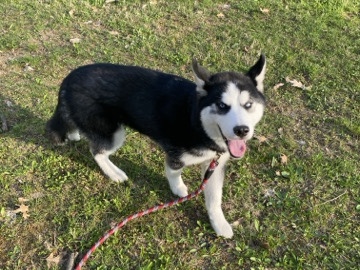 Siberian Husky – 100% Siberian Husky – Cleveland