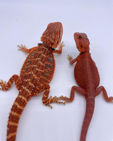 Any – Bearded Dragons and Snakes Sale