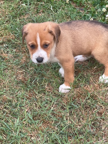 Cardigan Welsh Corgi – this is caramel