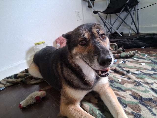 Mixed Breed – Will go to kill shelter soon – Jacksonville