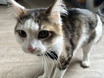 All - Betty The Kitty Calico Cat available for adoption in Kansas City