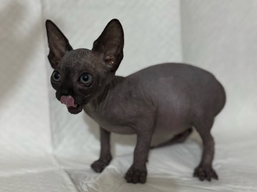 Sphynx - Playful Sphynx Kittens available for adoption in Sharjah