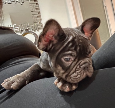 French Bulldog – Mini