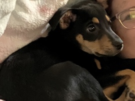 Mixed Breed – 6 month puppy – San Antonio