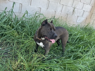 American Pit Bull Terrier – “Midnight” female dog needs new home – Cerritos