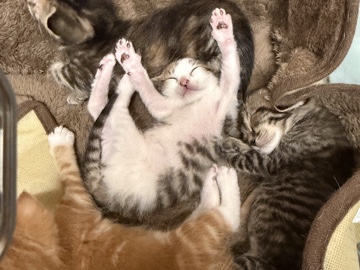 American Shorthair – give them a sweet home to live in 🥺 – Arlington
