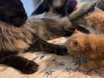Maine Coon – maincoon babies – Oxford