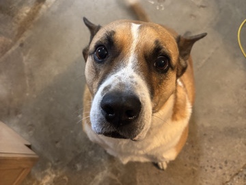 Hypereactive dog rehome needed – Florence