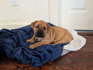 Boerboel – boerboel girl puppy – San Antonio