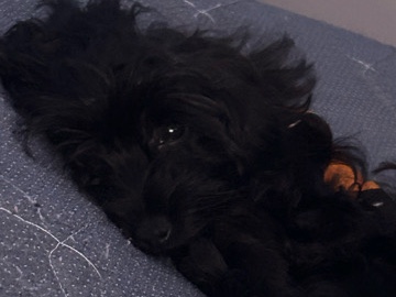 Yorkie Poo – Adorable 1-Year-Old Yorkie Poo for Sale in Shaker Heights – Shaker Heights