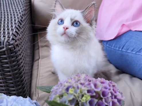Ragdoll – For Adoption – Washington