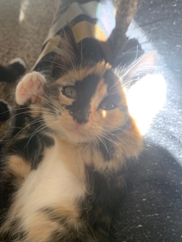 American Shorthair – Aspens Litter