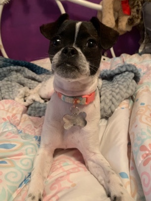 puppy