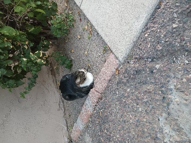 cats looking for an outside home with food