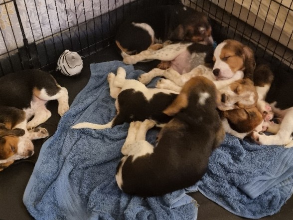 Beagle – 4 Rare Blue Tick Beagles for sale