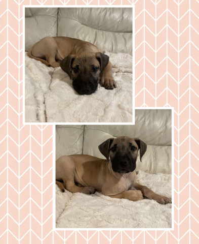 Perro de Presa Canario – Stunning Presa Canario Pup
