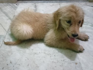 Golden Retriever – Golden Retriever puppy – Ahiyapur