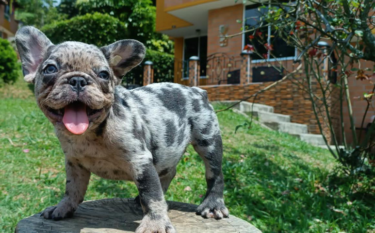 French Bulldog – french bulldog for sale
