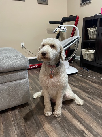 Australian Shepherd – Female Aussiedoodle