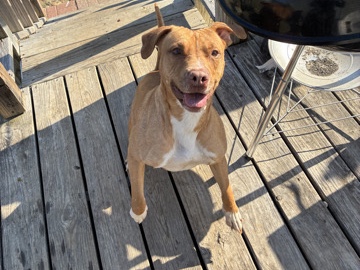 American Pit Bull Terrier – 🐾 Meet Flame (Flamington)! ❤️ – Cary