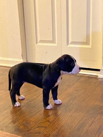 Staffordshire Bull Terrier