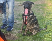 Cane Corso – cane corso/german shepherd puppies