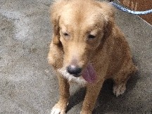 Goldendoodle – Golden Retriever puppies for sale. – Alor Setar
