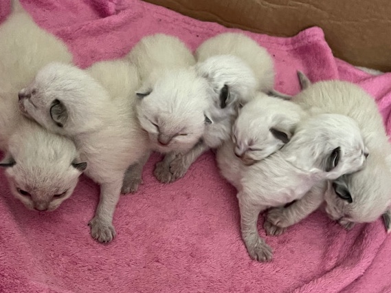 Ragdoll – 7 Unreal Ragdoll Kittens 🫶🏻🐾