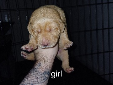 Labrador Retriever - labrador pups  available for adoption in London