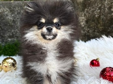 Pomeranian – Pomeranian macho black and tan 3 meses y medio – Cuernavaca