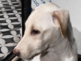 Indian pariah dog – Indie male dog – Greater Noida