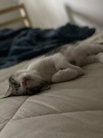 polydactyl kittens