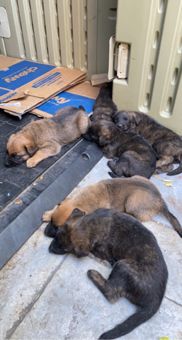 German Shepherd Dutch Shepherd Mix Puppies