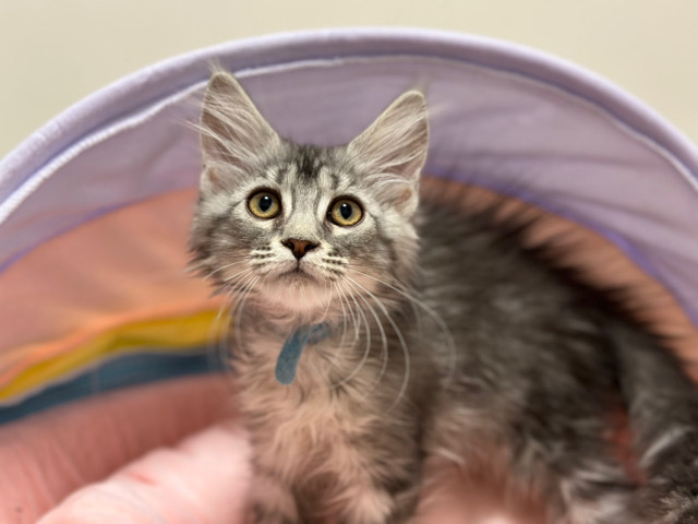 Maine Coon – Purebreed silver Maincoon