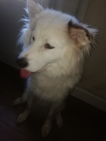 Samoyed – Miss Lady