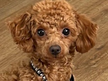 Poodle – KC registered Toy Poodle girl – Coventry