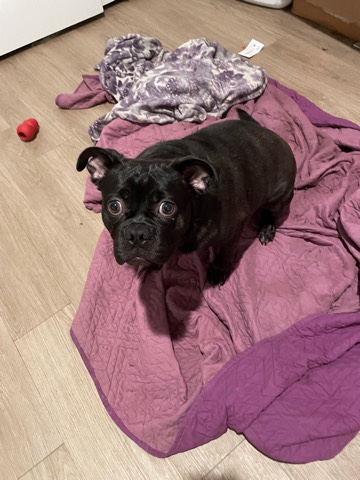 Pug – 2 Sweet Female Pups for Sale