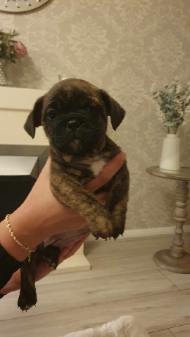 French Bulldog – Frenchie cross shitzu breed