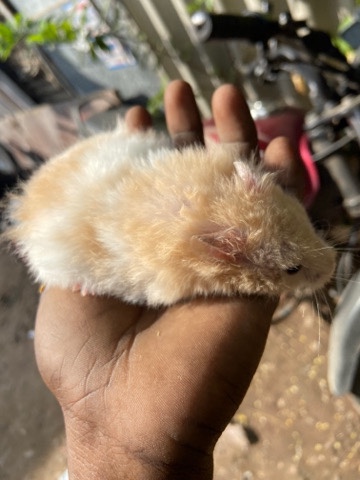 hamster – 7 hamsters