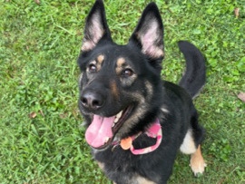German Shepherd – German Shepherd – Mitchell