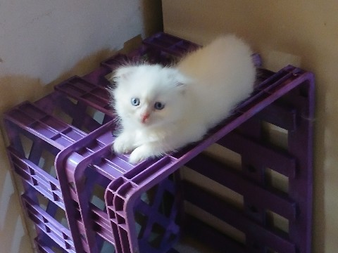 Scottish Fold – Scottishfold – Ajman