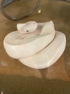 Any – Blue Eyed Lucy - Leucistic Ball Python