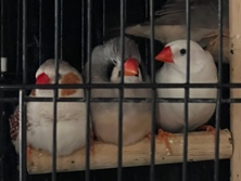 Finch – Beautiful Zebra Finches for Sale in Toronto - Healthy, Active Local Aviary Raised Fledglings & Young Birds Available Now – Toronto
