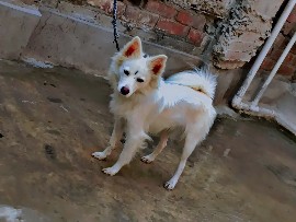 Pomeranian – cute puppy and very intelligent and follow commands