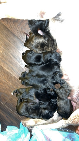 Bulldog – puppies coming soon