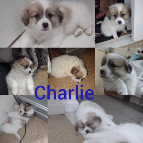 American Eskimo Dog – Shih-Mo puppy (make an offer)