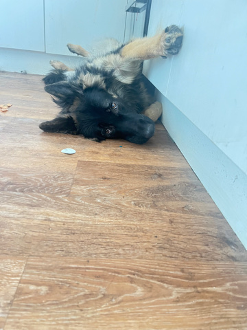 German Shepherd – 11 month old male gsd