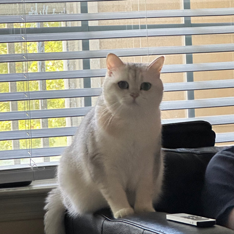 British Shorthair – Rehome my cat