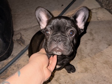 French Bulldog – 15 weeks old Female Frenchies – Albuquerque